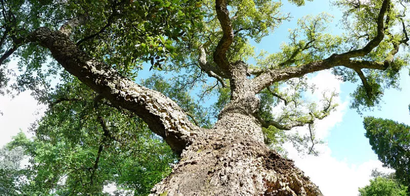 L'Almoraima, une forêt d'Andalousie, remplie de chênes-lièges, fait partie des biens publics que l'Espagne met en vente. (Yves Tennevin / Wikimedia)