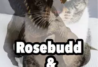 Rosebudd, le chat cinéphile, s’apprête à faire le pire cauchemar après avoir vu le film de Steven Spielberg "Jurassic Park". 