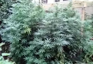 1,220 kg de résine de cannabis et 7170 euros de liquidités ont notamment été saisis sur les lieux de la plantation. (Gendarmerie de l’Hérault/Facebook)