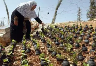Une mère palestinienne utilse des centaines de grenades lacrymogènes israéliens en guise de pots de fleurs