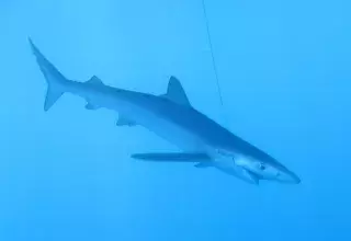 Le requin peau bleue, Prionace glauca, espèce des plus touchées passant du statut Vulnérable (VU) à En Danger Critique d’Extinction (CR). (© Matthieu Lapinski/Ailerons)