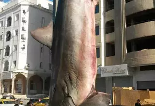 Après sa capture, ce grand requin blanc mesurant près de 4 mètres a été vendu "en toute illégalité, au mépris des conventions internationales signées par la Tunisie", souligne Corsica – Groupe de recherche sur les requins de Méditerranée.