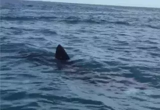 Le 26 mars, Nicolas, Kevin et Fabien ont croisé un requin pèlerin de 7 mètres à 10km du large des côtes méditerranéennes entre Palavas-les-flots et Frontignan, regardez leur observation vidéo.