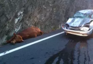 La "vache errante" est tombée de tout son poids sur le véhicule et "l’impact est impressionnant" comme le montre la photo diffusée par nos confrères de France Bleu Roussillon sur Twitter.
