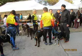 Non, pas des gilets jaunes mais des concurrents du canicross, avec de magnifiques chiens athlètes.