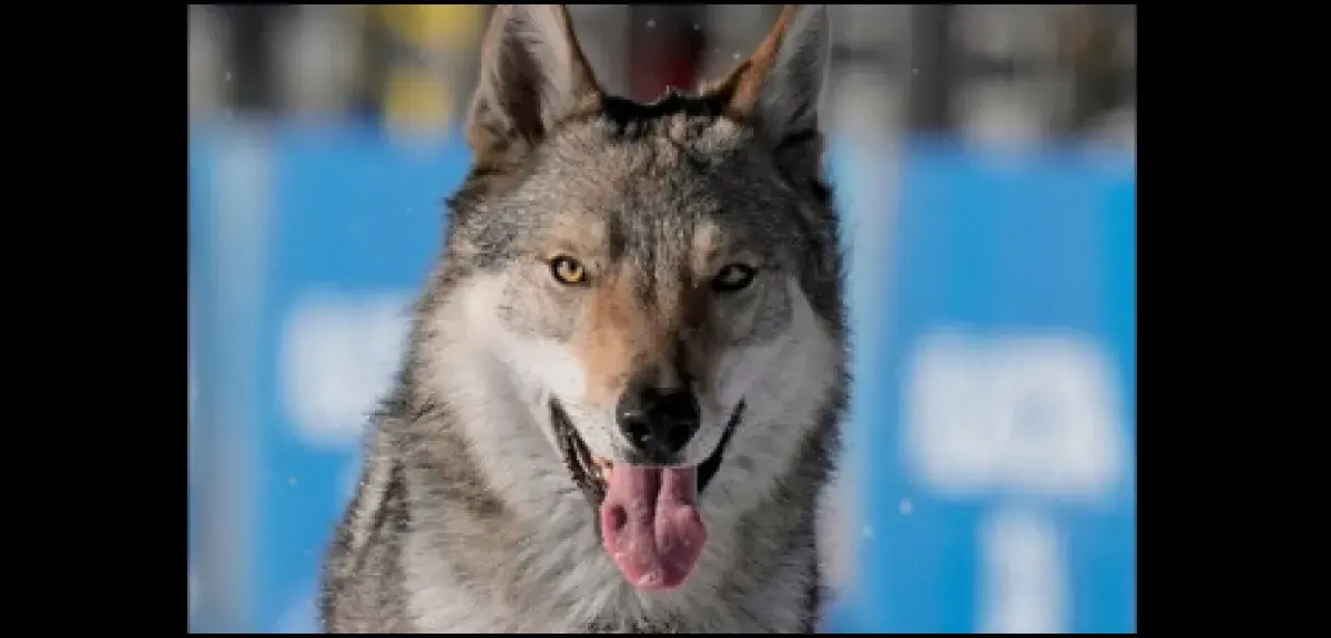 Illustration pour l'article: JO d'hiver 2026 : un adorable chien-loup s'invite sur la piste de ski de fond de Milan-Cortina