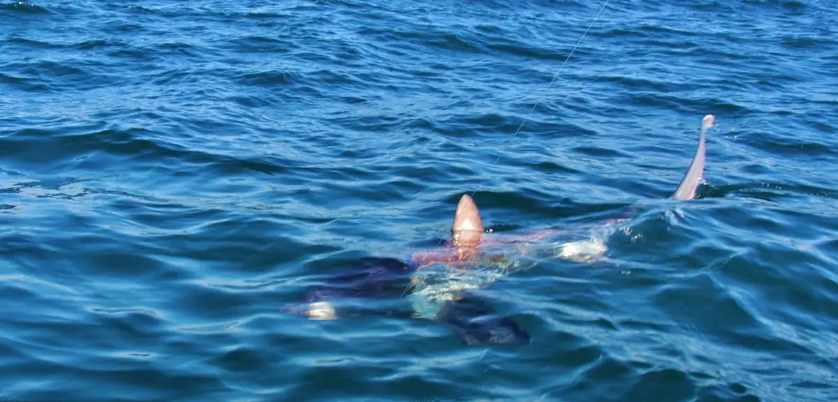 Très rarement observé dans les eaux françaises de la Méditerranée, ce requin renard a été photographié hier par Stéphane Lopez, d’Expérience Pêche au large de Port-Camargue (Grau-du-Roi) dans le Gard. (DR)