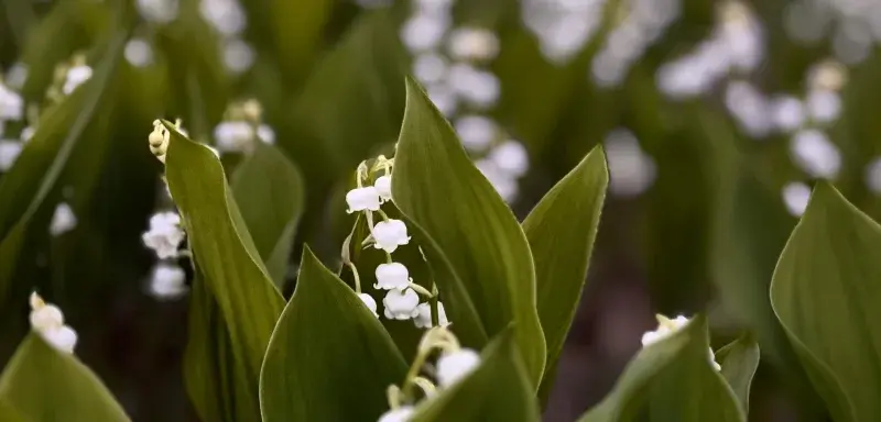Muguet symbole du 1er mai fête du travail en France