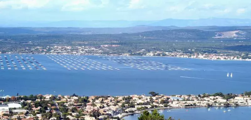 Les conchyliculteurs peuvent seulement commercialiser les huîtres et les moules récoltées avant mercredi. (© Thau Agglo) Les conchyliculteurs peuvent seulement commercialiser les huîtres et les moules