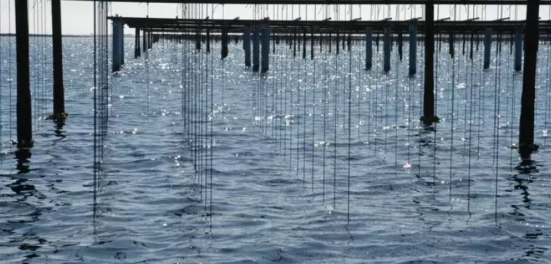 Huîtres et moules vont à nouveau pouvoir être récoltées et commercialisées. (© Thau Agglo) Huîtres et moules vont à nouveau pouvoir être récoltées et commercialisées.