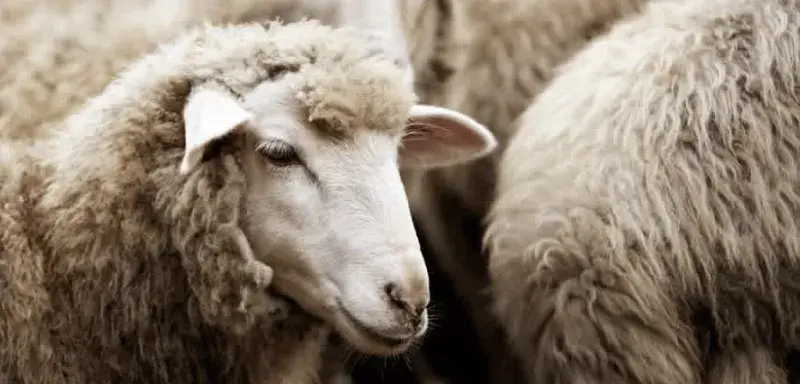 Aïd el-Adha 2026 : date officielle fixée au 27 mai par l'Arabie Saoudite