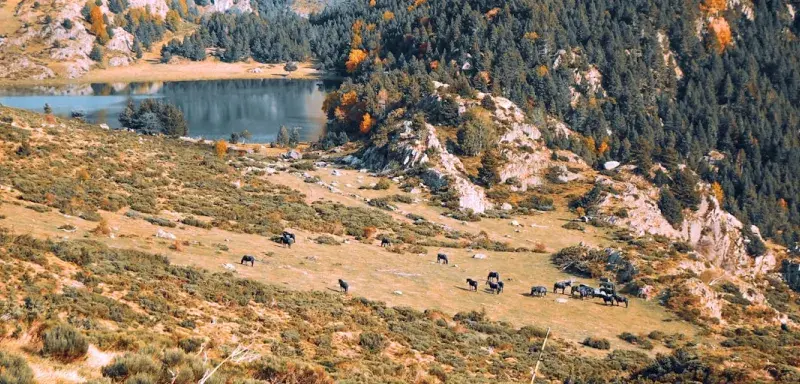 a herd of animals grazing on a lush green hillside