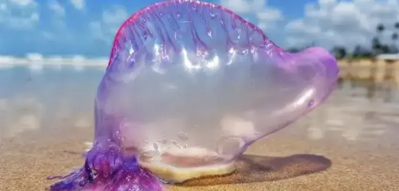 Physalies échouées sur une plage, montrant leur aspect translucide bleuté