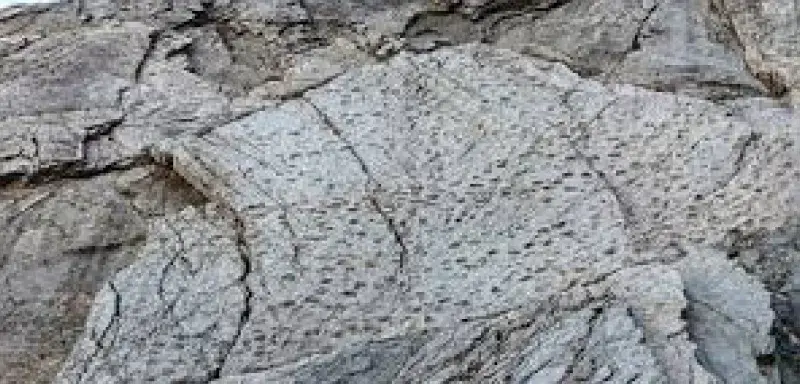 Une découverte exceptionnelle : plus de 20 000 empreintes de dinosaures retrouvées dans les Dolomites italiennes, près des sites des JO 2026.