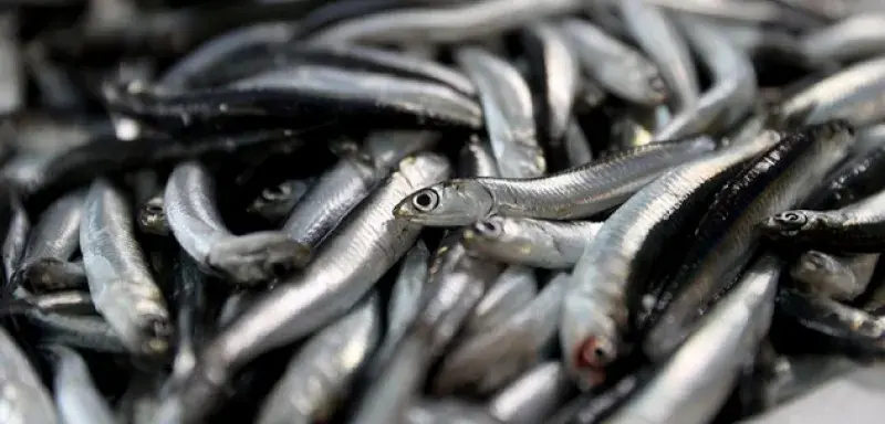 Avec plus d’un million de tonnes produites en 2025, la Turquie établit un record halieutique qui bouleverse le marché méditerranéen.