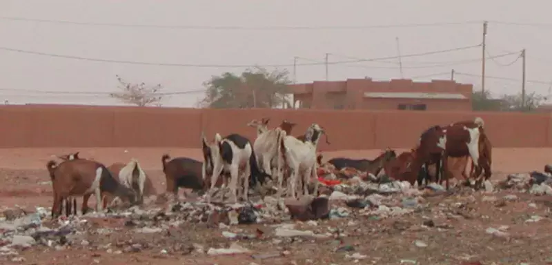 les sachets plastiques constituent un "importante cause de mortalité chez le bétail et les espèces marines..." (DR) les sachets plastiques constituent un "importante cause de mortalité chez le bétail et les espèces marines..." (DR)