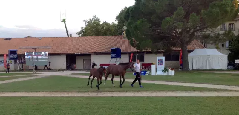 Quelques 660 jeunes pur-sang de 4 à 6 ans, les meilleurs de leur discipline, s'apprêtent à en découdre sur des boucles de 40, 60, 80 et 90 km. Quelques 660 jeunes pur-sang de 4 à 6 ans, les meilleurs de leur discipline, s'apprêtent à en découdre sur des boucles de 40, 60, 80 et 90 km.
