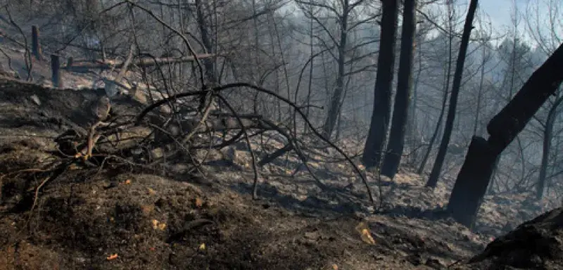 libanincendie.jpg libanincendie.jpg