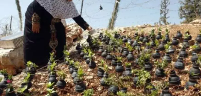 Une mère palestinienne utilise des centaines de grenades lacrymogènes israéliens en guise de pots de fleurs (DR) Une mère palestinienne utilse des centaines de grenades lacrymogènes israéliens en guise de pots de fleurs