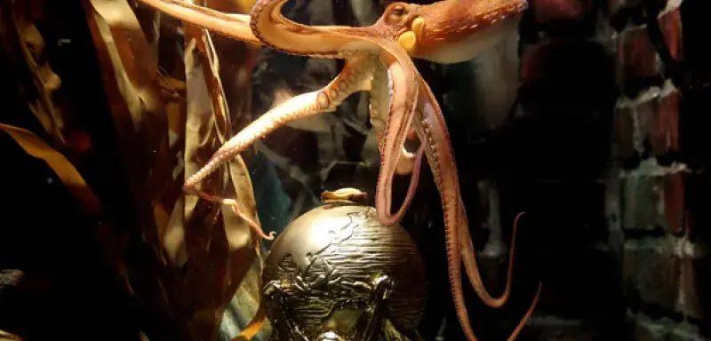 paullrpoulpeest mort.jpg