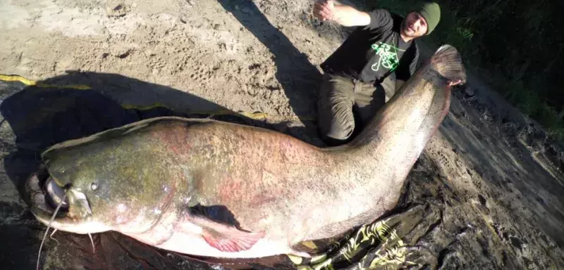 L'énorme silure a été pêché dans le Petit Rhône par Sébastien avec une canne Black Cat. (DR) L'énorme silure a été pêché dans le Petit Rhône par Sébastien avec une canne Black Cat. (DR)