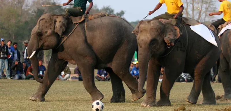 sportselephantsfoot.jpg