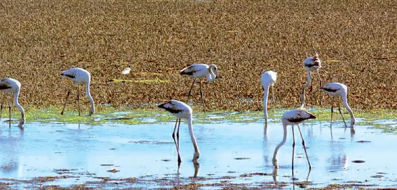 Situation inquiétante des zones humides au Maroc. A l'occasion de la journée mondiale, AMCDD lance l'alerte  Situation inquiétante des zones humides au Maroc. A l'occasion de la journée mondiale, AMCDD lance l'alerte