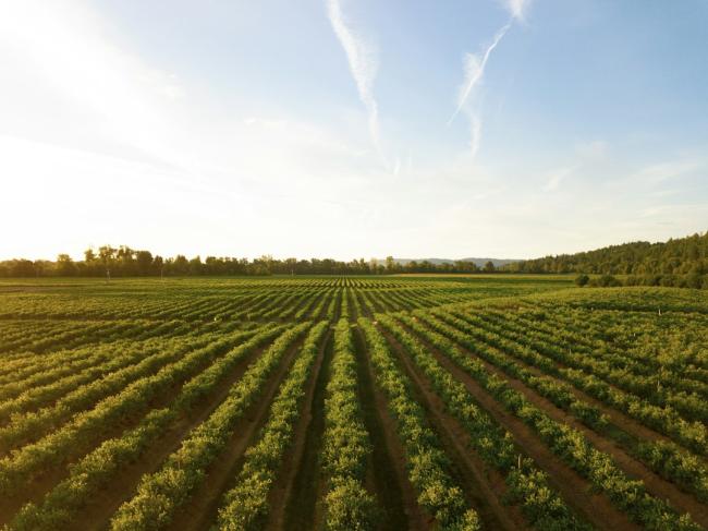 Rangées de cultures vertes dans un champ au coucher du soleil