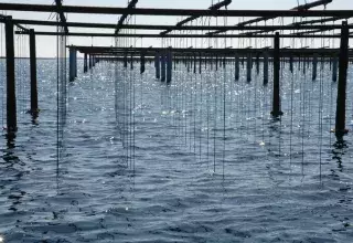 Huîtres et moules vont à nouveau pouvoir être récoltées et commercialisées. (© Thau Agglo) Huîtres et moules vont à nouveau pouvoir être récoltées et commercialisées.