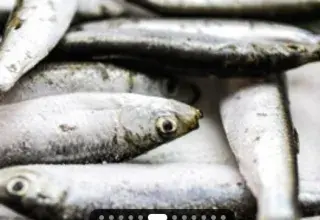 Illustration pour l'article: Des sardines rappelée