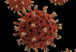Représentation microscopique d'un virus hantavirus