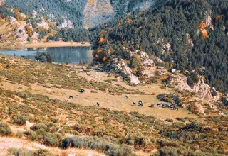 a herd of animals grazing on a lush green hillside
