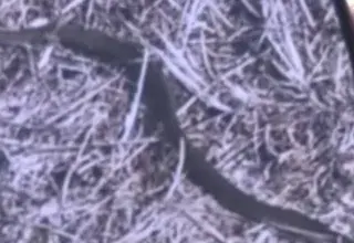 Serpent découvert dans un colis Amazon