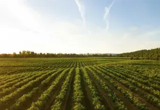 Rangées de cultures vertes dans un champ au coucher du soleil