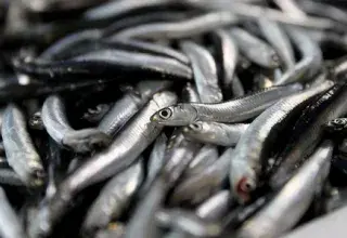 Avec plus d’un million de tonnes produites en 2025, la Turquie établit un record halieutique qui bouleverse le marché méditerranéen.