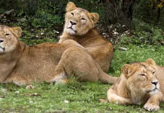Selon l'UICN, il ne reste plus que 300 lions d'Asie en vie dans leur environnement naturel. (DR)