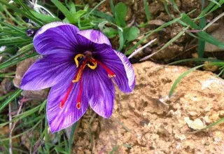 Rien ne prédestinait Bruno Bousquet à cette passion pour le safran. (DR) Rien ne prédestinait Bruno Bousquet à cette passion pour le safran. (DR)