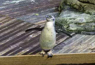 Pour la seconde fois en trois ans, un nouveau bébé est né au sein de la colonie des manchots de l'aquarium Mare Nostrum, à Montpellier.