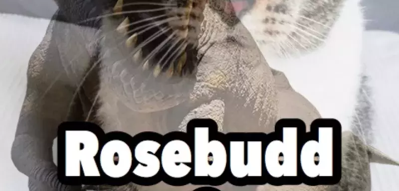 Rosebudd, le chat cinéphile, s’apprête à faire le pire cauchemar après avoir vu le film de Steven Spielberg "Jurassic Park". 