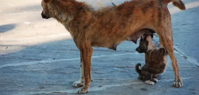 15 millions, c’est le nombre de chiens errants actuellement en Egypte