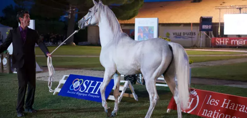 La recette de la filière française : le respect du cheval. (© Ph Ferrer)