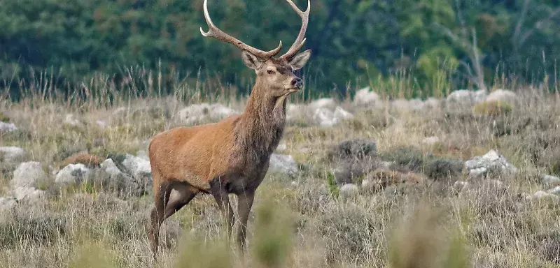 Après le cerf tué par le chasseur Alain Drach dans une propriété privée de La Croix-Saint-Ouen, affaire qui a scandalisé le monde, un chasseur a été tué par un cerf ce lundi, à 5km de là, en forêt de Compiègne, près de Saint-Sauveur. Bilan des courses : deux morts en une quinzaine de jours, zoom... 