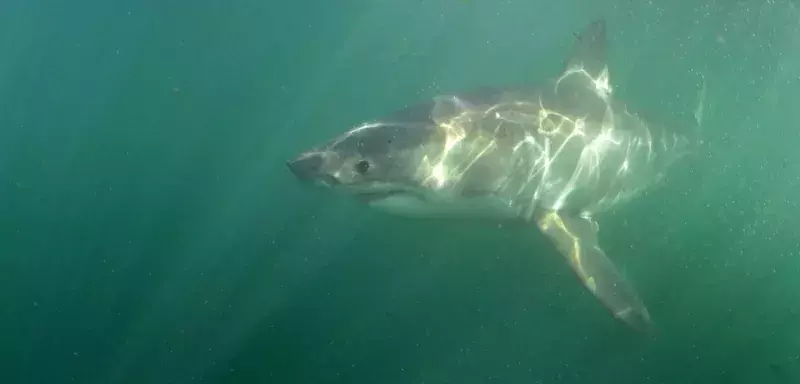 Partenaire média du Groupe phocéen d’Etude des Réquins, Médiaterranée vous présente cette aventure qui va vous amener à la rencontre des fonds sous-marins de la Méditerranée. (© Photos Bruno Guénard/H2oeil.net)