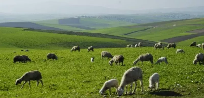 Le Plan Maroc Vert, lancé en avril 2008, a pour objectif le développement du secteur agricole et sa modernisation... (DR)