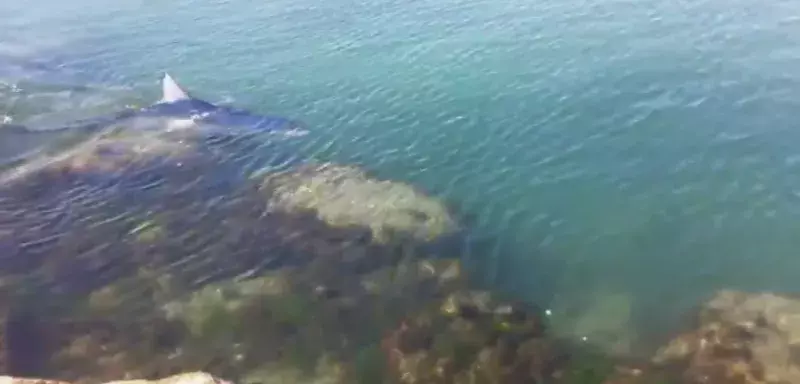 Âgé de 33 ans,  Clément Jean a déjà croisé plusieurs requins. La dernière fois c'était lundi sur le littoral héraultais. (Capture d'écran)