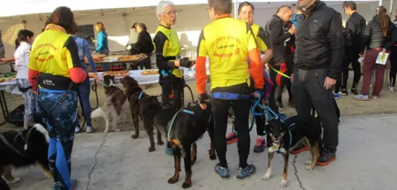 Non, pas des gilets jaunes mais des concurrents du canicross, avec de magnifiques chiens athlètes.
