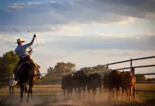 Au programme : des chevaux, des chapeaux de cow-boy, des lassos, des taureaux et du rodéo. (© Emmanuelle Lagrange)