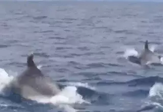 Un banc de dauphins a été filmé en Méditerranée au large de Leucate, dans l'Aude en région Occitanie.