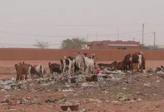 les sachets plastiques constituent un "importante cause de mortalité chez le bétail et les espèces marines..." (DR)