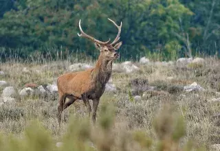 Après le cerf tué par le chasseur Alain Drach dans une propriété privée de La Croix-Saint-Ouen, affaire qui a scandalisé le monde, un chasseur a été tué par un cerf ce lundi, à 5km de là, en forêt de Compiègne, près de Saint-Sauveur. Bilan des courses : deux morts en une quinzaine de jours, zoom... 